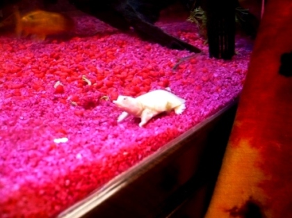 My Albino Chinese Soft Shelled Turtle, Gooey.